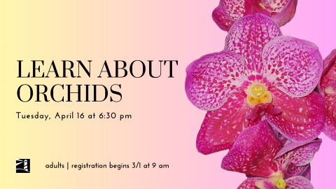 learn about orchids