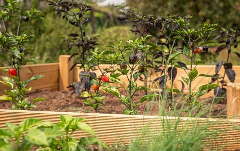 raised bed garden