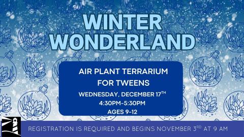 Winter Wonderland Air Plant Terrarium for Tweens